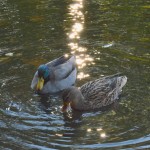 Canards