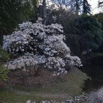 Arbre en fleur