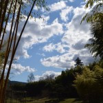 Des animaux dans les nuages