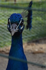 PeacockFace